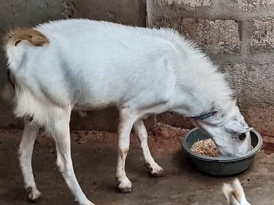 Andu and khasi  Bakra for sale
