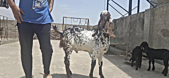 Makhi Chena Bakra for sale