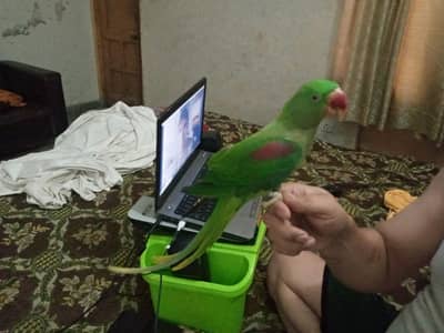 Raw Parrot  