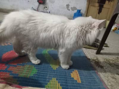 persion cat