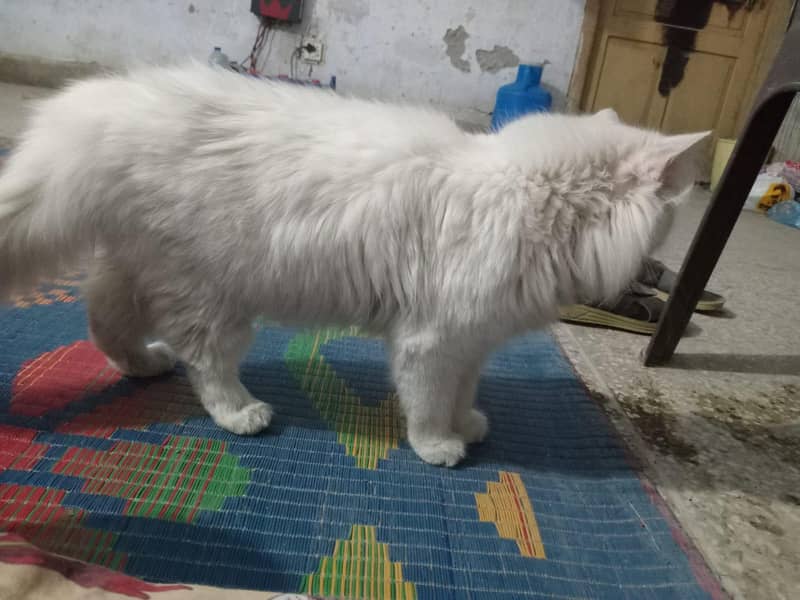 persion cat 0