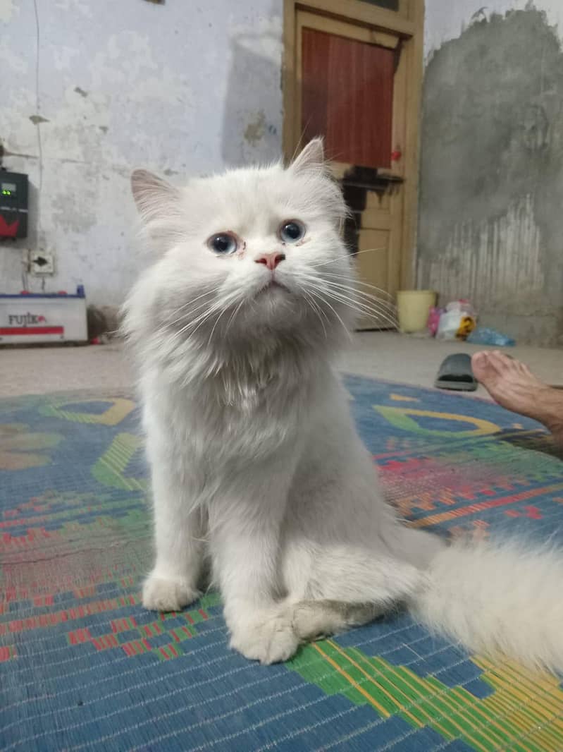 persion cat 1