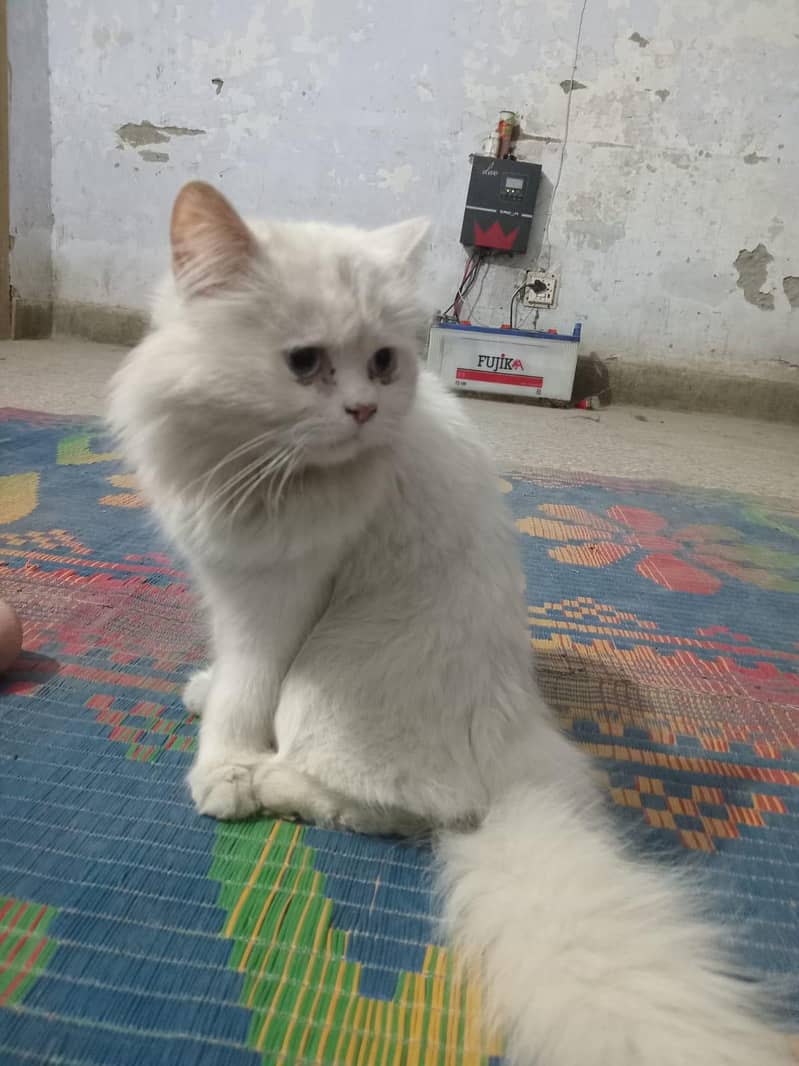persion cat 2