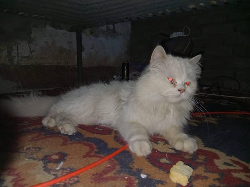 persion cat 3