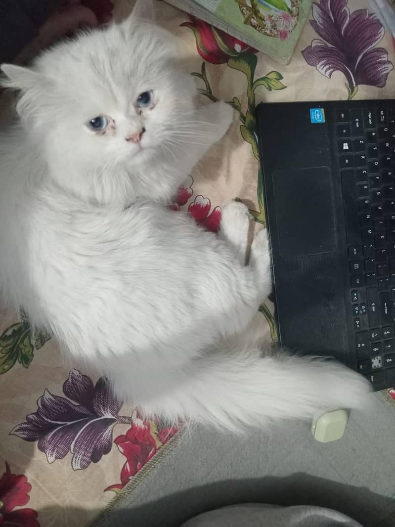 persion cat 4