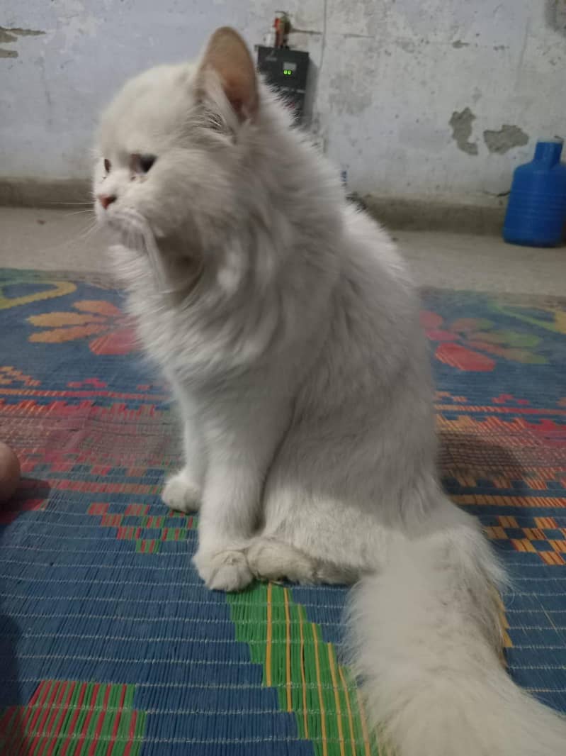 persion cat 5