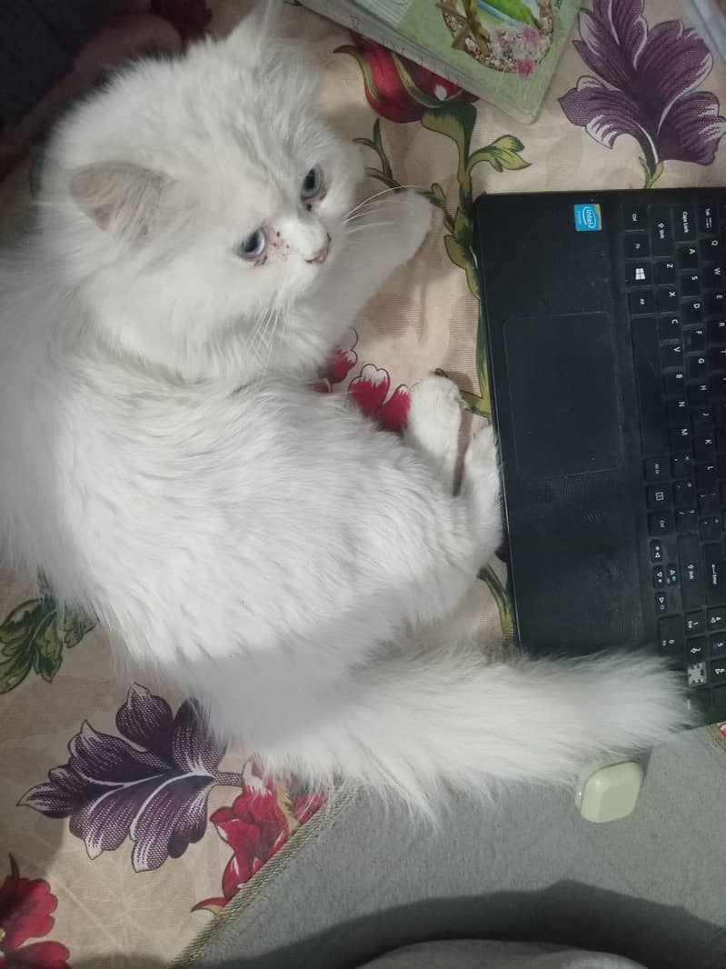 persion cat 6