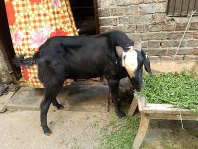 Male Goat for sale