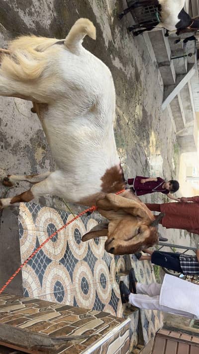 2 Bakra For Qurabani Sale