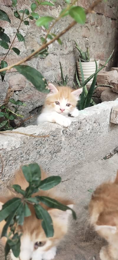 3 kittens available for sale