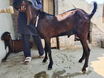 Undle bakra