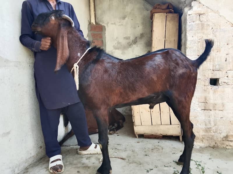Undle bakra 1