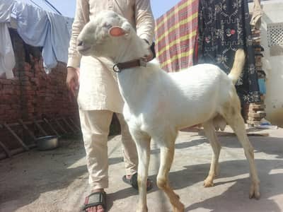 bakra/ desi bakra/goat/ qurbani 2026