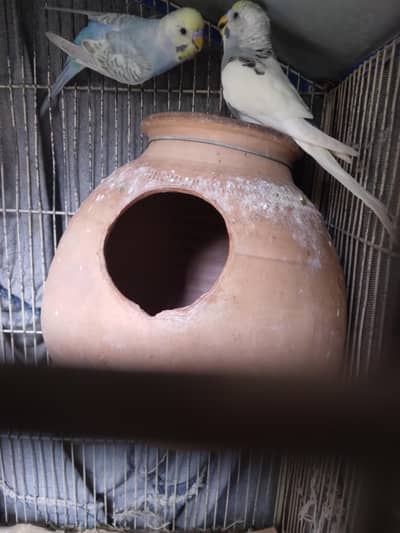 mutation working color budgies.