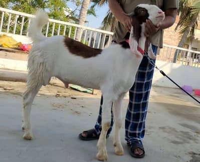 Gulabi Ablak Bissar Bakra