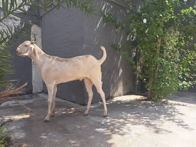 Behtareen Ghar k palay huay 3 bqaray qurbani k liye for sale hain