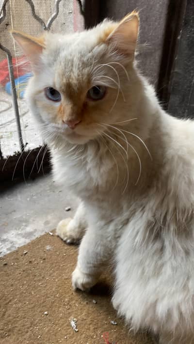 Cat fo Sale