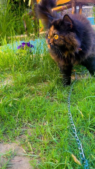 Cat shadow