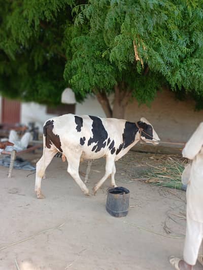 bull for qurbani 5 munds weight