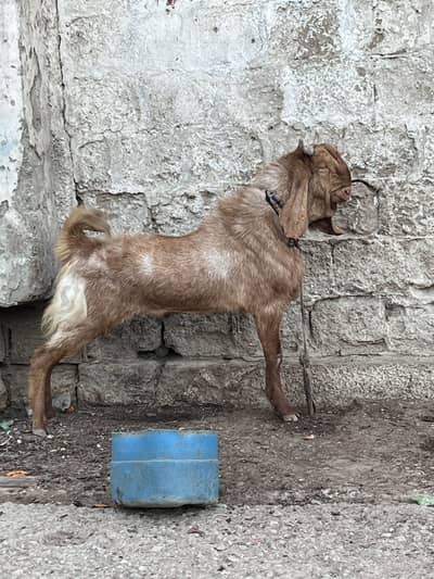 Goats for qurbani