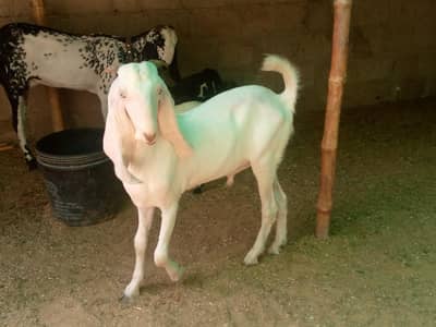 Black Makki chini original with 2 baby and a gulabi male