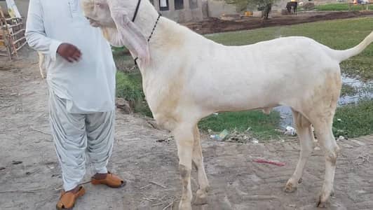 Qurbani ke liye Bakra For Sale/ +03228068418