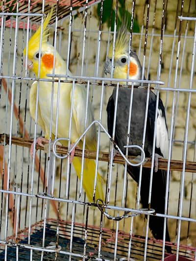 beautiful pairCockatiel Beautiful Pair for Sale