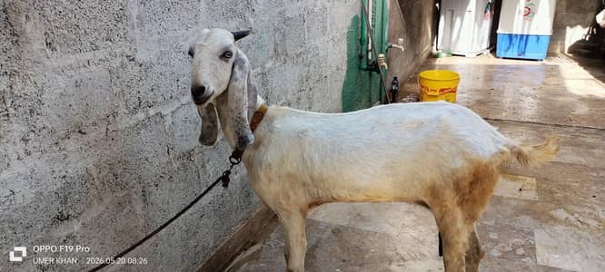 Desi bakri