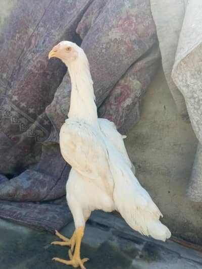 Pure Aseel Egg Laying Shamo Aseel Female Murgi Aseel Madi 03098573144