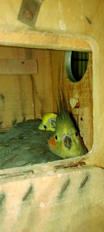 breeder cockteils pairs for sale