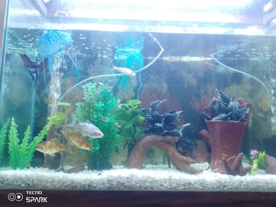 "Live Goldfish for Sale - Bari Jodi 1500, Single 800, Medium 1000, Sma