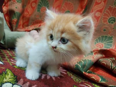 Persian male kitten