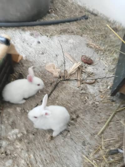 rabbit pair khargoosh