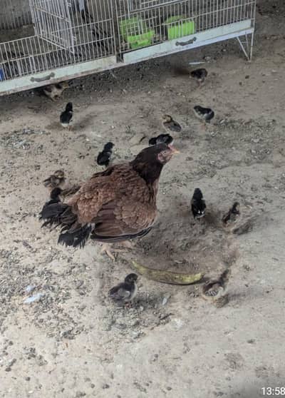 Aseel khajoori hen with 13 chicks