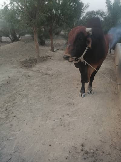 Sahiwal Breed