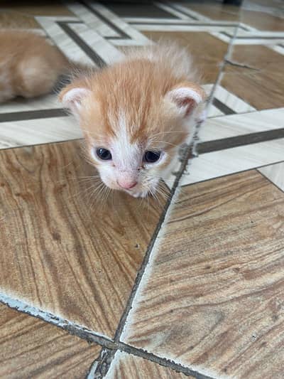 kitten for sale