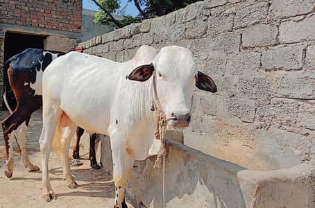 Healthy Qurbani Cow for Sale - Urgent - Attock