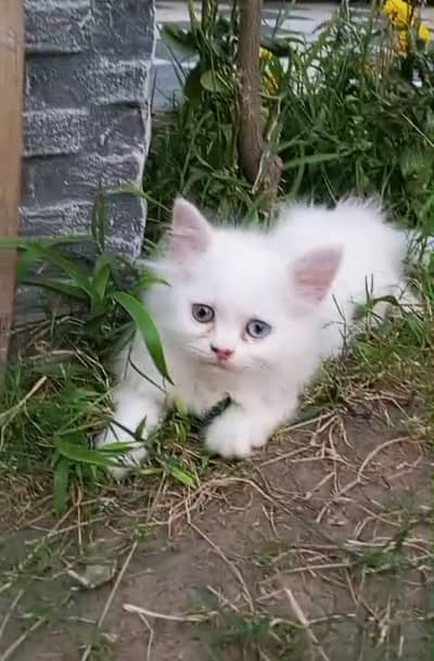 persian kittens litter trained