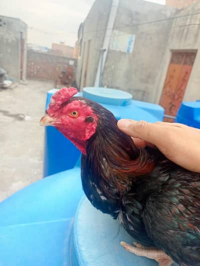 aseel murga