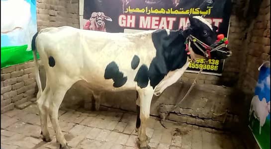 2 DANT WERA BEST FOR QURBANI PHONE 318/5192424