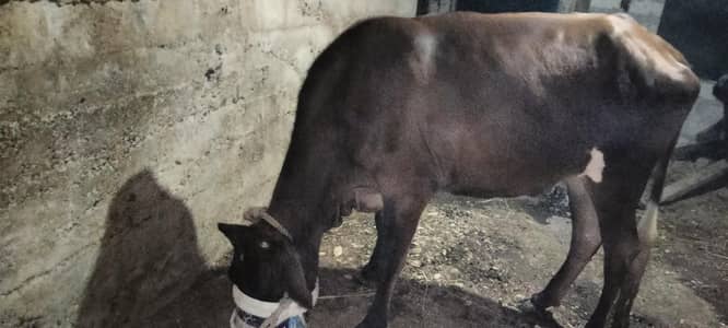 bachri for sale