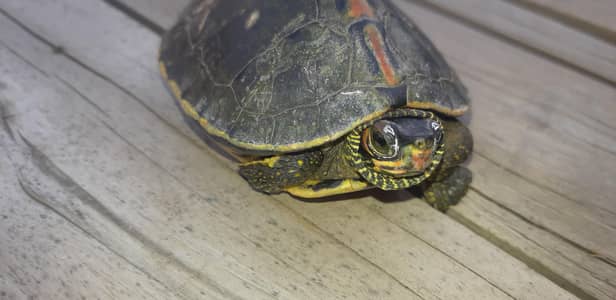 Turtle for Sale, whatsap 0319,3222651