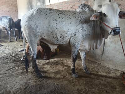 Qurbani K Janwar | Buffalo | Bull | Cow | Cholistani Bachra | بچرا