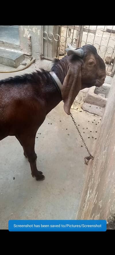 vip dasi bakra ghar kea