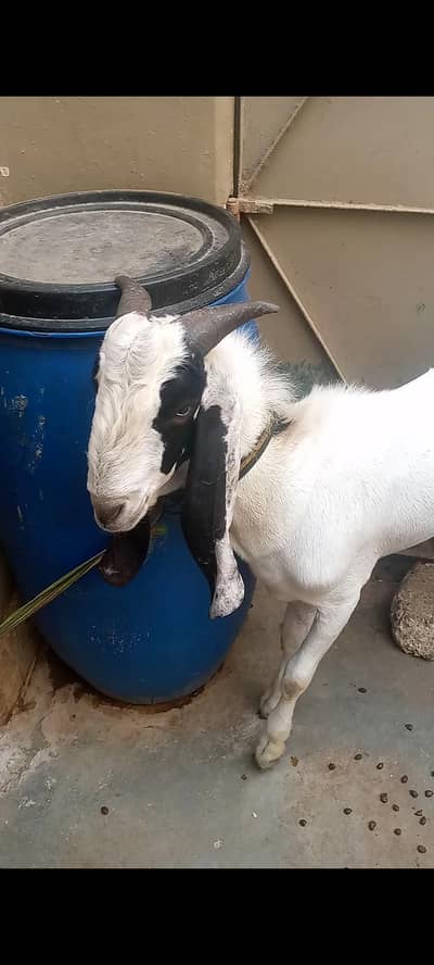 vip dasi bakra ghar kea