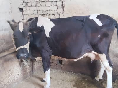cow for sale  qurbani ka liya
