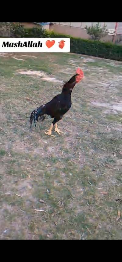 Aseel bangam male for sell