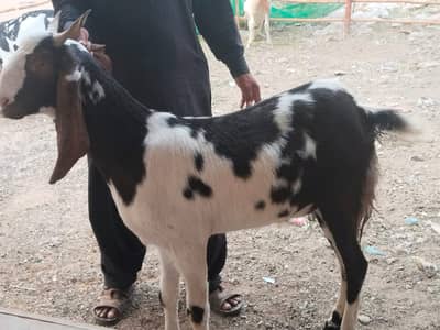 Sindhi | teddy tapray | Bakry | Goat | 2 Dant Bakry | 2 Dant Goats