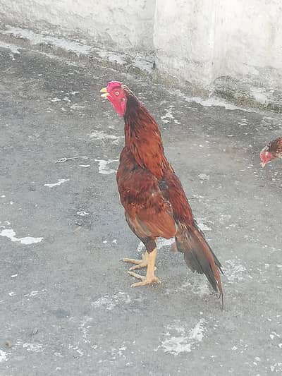 love birds breeder pairs