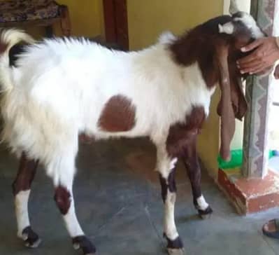 bakra urgent for sale qurbani